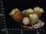 Mammillaria mieheana