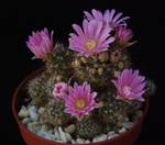 Mammillaria stampferi