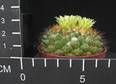 Mammillaria marksiana