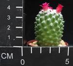 Mammillaria vagaspina
