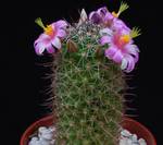 Mammillaria sheldonii PP20107