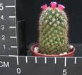 Mammillaria heeriana