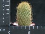Mammillaria silvatica v. durei