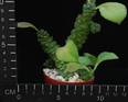 Monadenium ritchiei