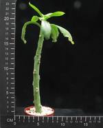 Monadenium echinulatum