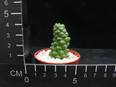 Monadenium ritchiei