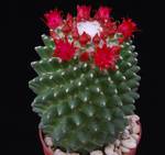 Mammillaria vagaspinaPP2010