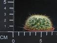 Mammillaria muehlenpfordtii