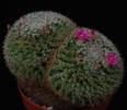 Mammillaria perbella
