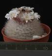 Mammillaria schwarzii