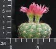 Notocactus uebelmannianus