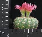 Notocactus uebelmannianus