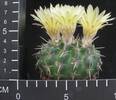 Notocactus submammulosus v. pampeanus