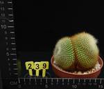 Parodia graesnerii