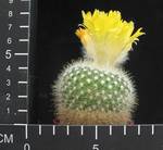 Parodia chrysacanthion