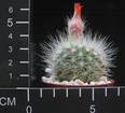 Parodia penicillata v. nivosa