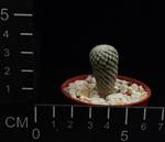 Pelecyphora valdeziana