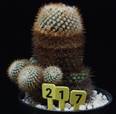 Parodia aureispina