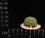 Rebutia violaciflora