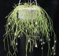 Rhipsalis bacifera