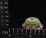Rebutia minuscula