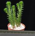 Sedum lorenzoi