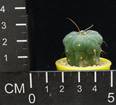 Submatucana madisoniorum