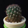 Sulcorebutia tiraquensis