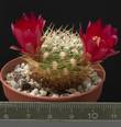 Sulcorebutia cylindrica
