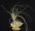 Tillandsia suhi plod2