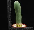 Trichocereus pachanoi monstruosus