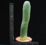 Trichocereus pachanoi monstruosus