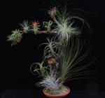 Tillandsia trta11