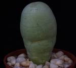 Trichocaulon cactiformis