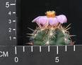 Thelocactus bicolor v. wagnerianus
