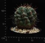 Thelocactus lloydii