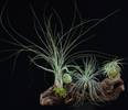 Tillandsia hlod3d