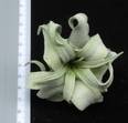 Tillandsia streptophyla R