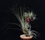 Tillandsia trta6d
