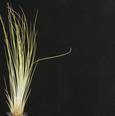 Tillandsia juncea