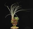 Tillandsia suhi plod2