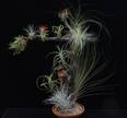 Tillandsia trta11