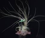 Tillandsia glina3d