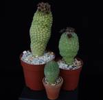 Trichocaulon cactiformis