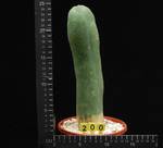 Trichocereus pachanoi monstruosus