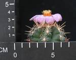 Thelocactus bicolor v. wagnerianus