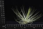 Tillandsia magnusiana