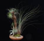 Tillandsia trta6