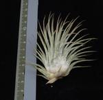 Tillandsia ionantha Mexico R
