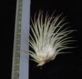 Tillandsia ionantha Mexico R